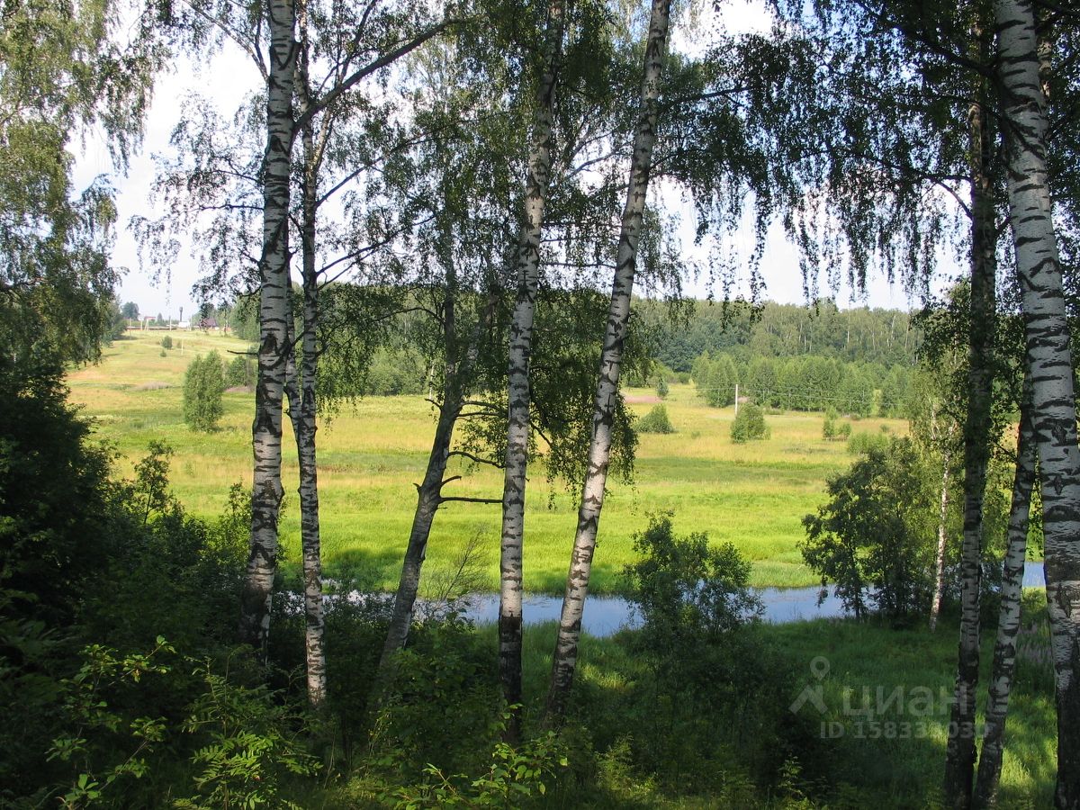 Леса Ивановской области фото