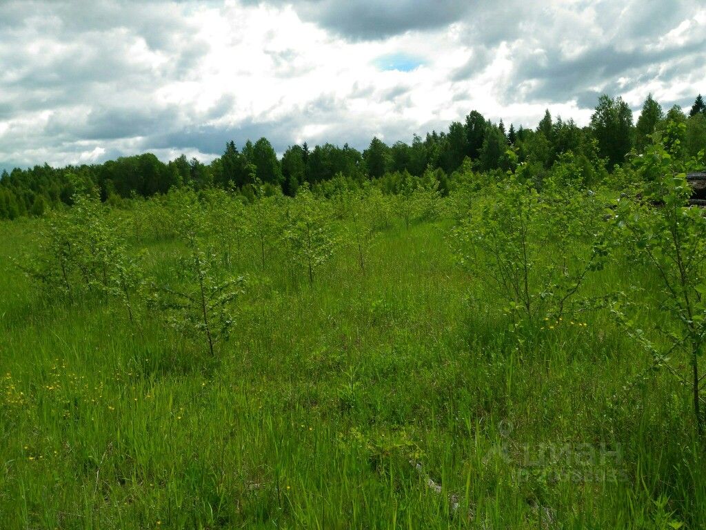 Зарастание земель сельскохозяйственного назначения. Заросший участок. Земли сельхозназначения заросли. Зарастание сельскохозяйственных угодий кустарником и мелколесьем.