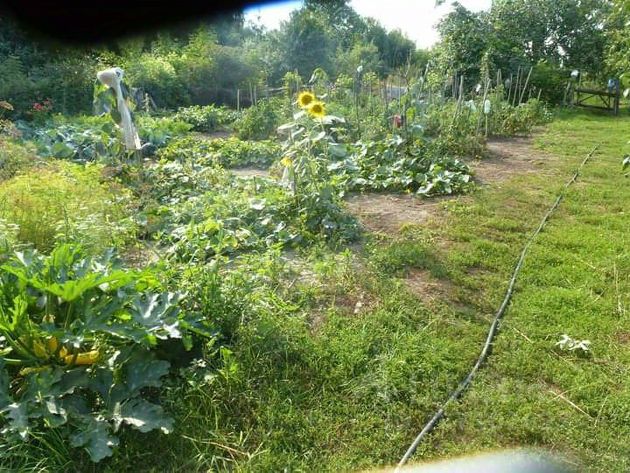 погода полевой липецкая область