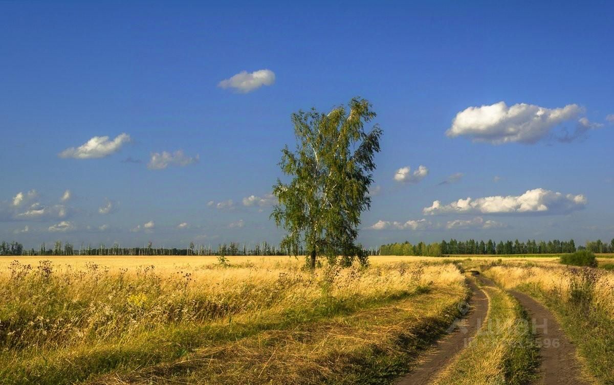 Коммерческая земля. Русское поле. В поле. Поле русское поле. Пейзажи Нечерноземья.