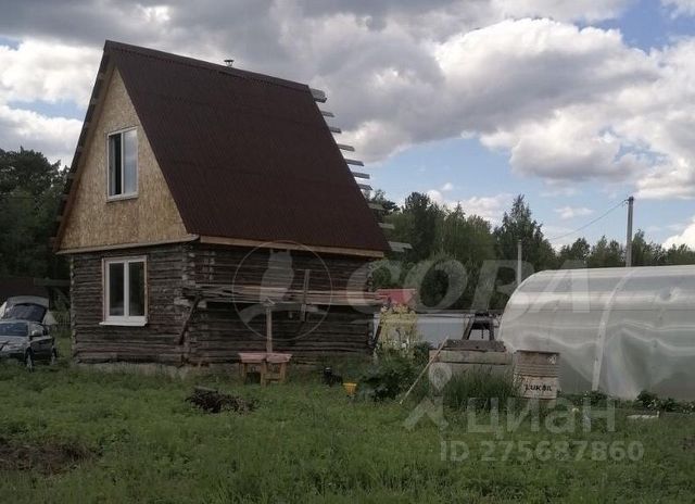 На сваях папоротников созревают