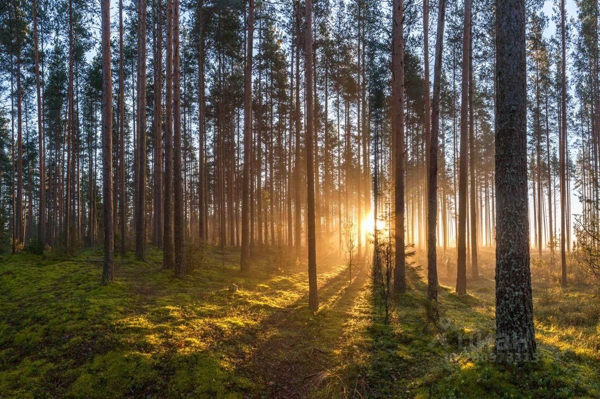 Леса ленинградской области фото