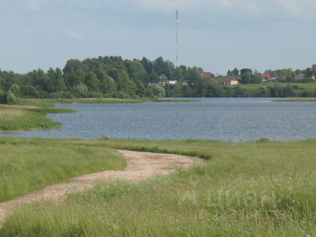 Палкино псковская область. Озеро Кашино Палкинский район. Палкинский лес. Село Палкино озеро.