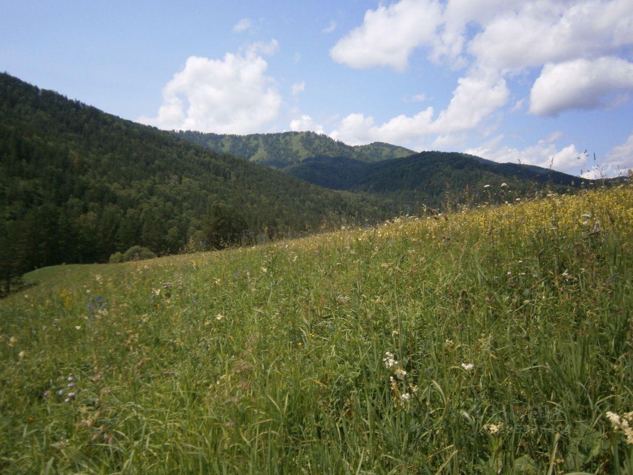 Авито республика алтай участки. Бешпельтир. Земля в Бешпельтире.