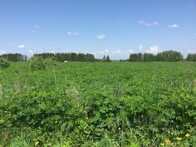 Косилово белгородская область