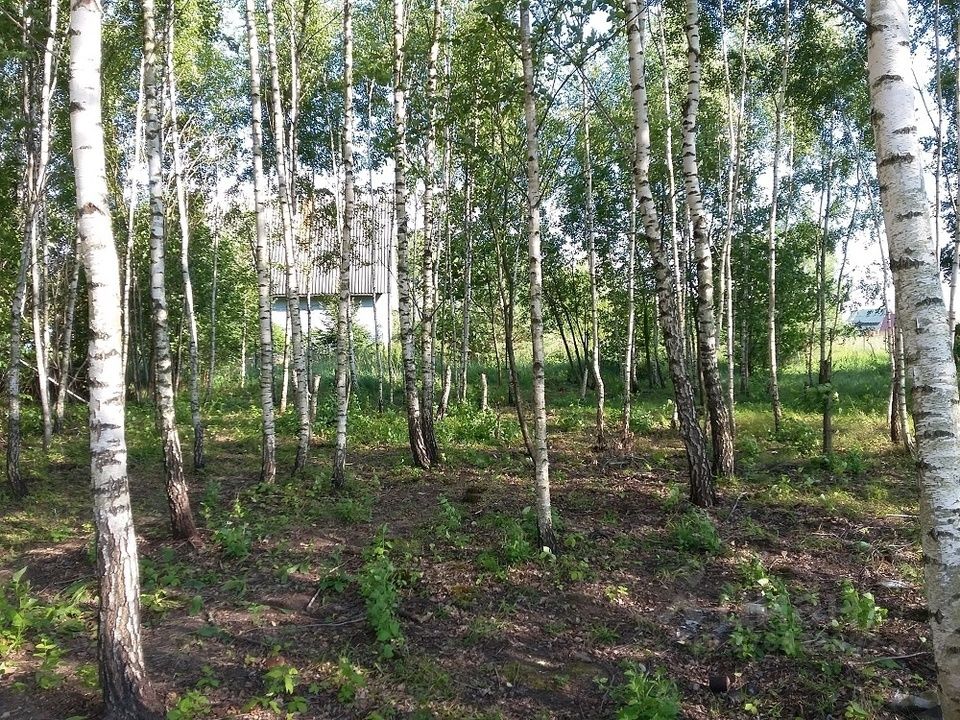 Городской округ лесной. Лесная мелодия поселок. Лес в Чеховском районе. Лесная мелодия Чеховский район. Дерево в дачном поселке.