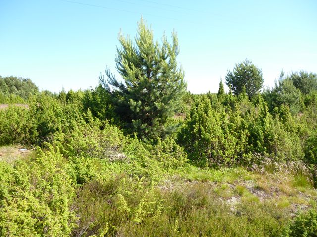 Купить Участок В Гдовском Районе Псковской