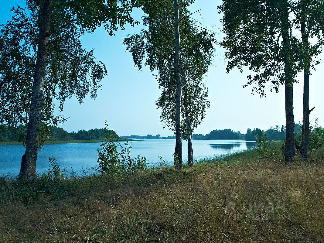 Шаховская репотино