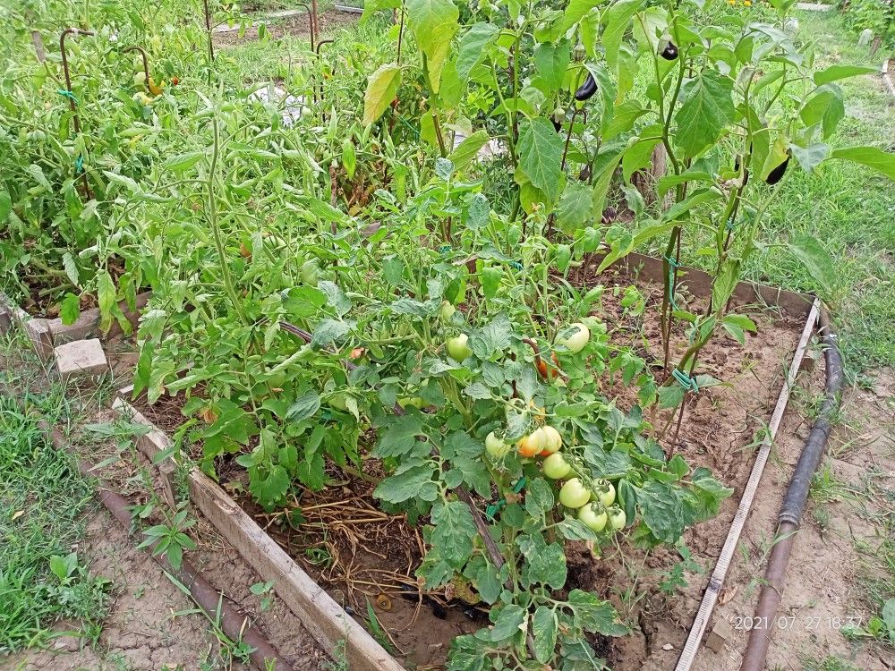 Карта снт здоровье химика волжский