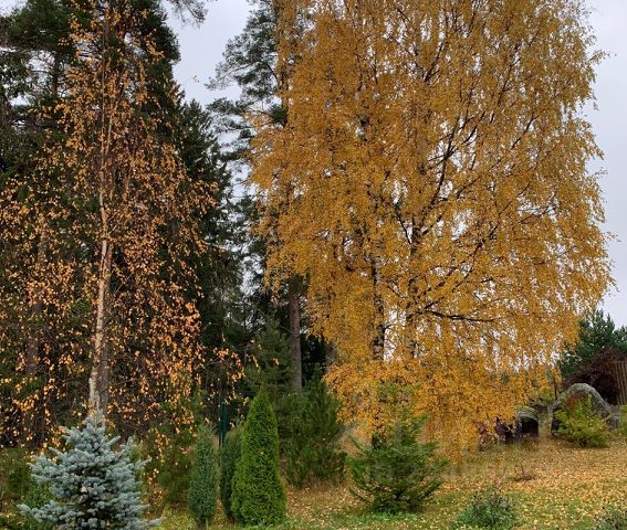 Леса для окраски потолка