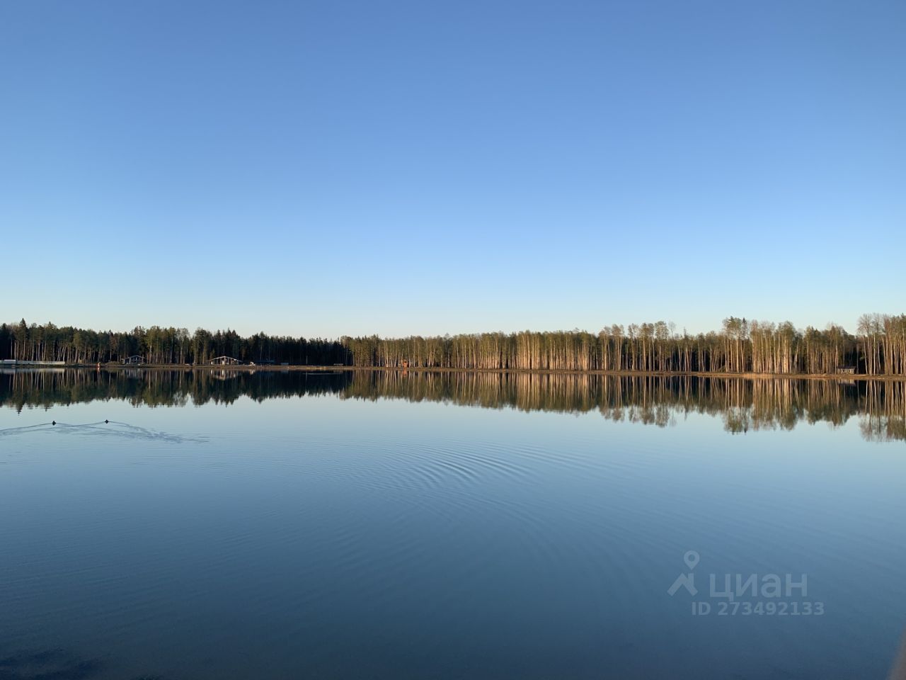 Киа рябиновая 43