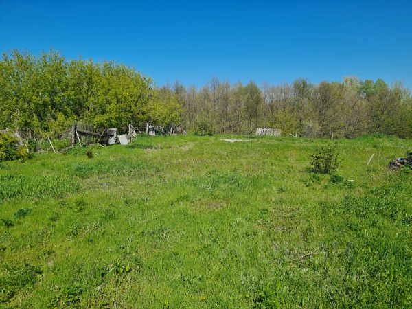Полянка елшанка. Полянка елшанка